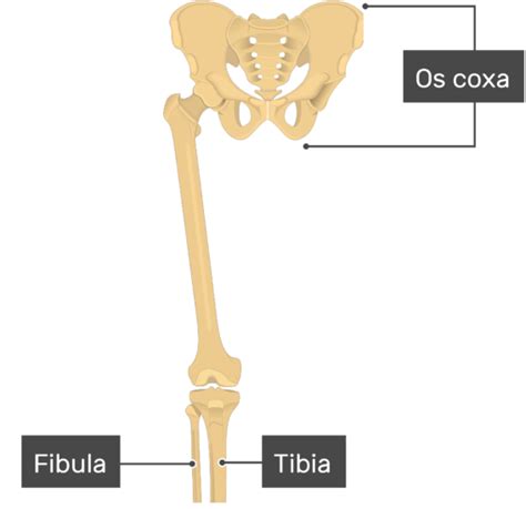 Femur Bone Labeled