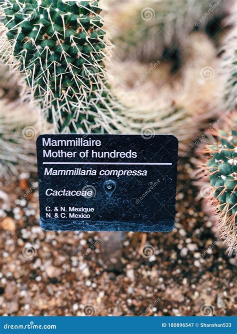 Mammillaria Compressa Commonly Called Mother Of Hundreds Stock Image