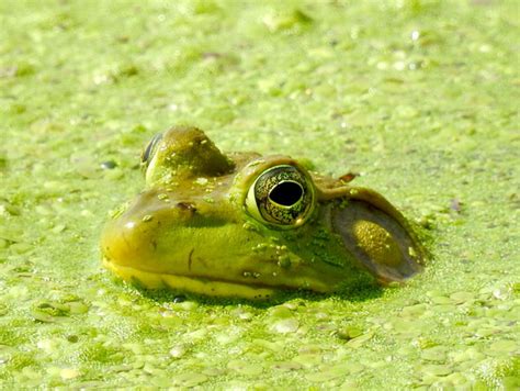 Bullfrog Lithobates Catesbeianus 12 Photographed In Pee Flickr