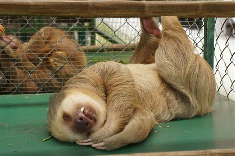 Rezultat Iskanja Slik Za Sleeping Sloth Cute Sloth Pictures Sloth