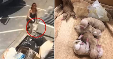 Police Searching For The Woman Who Threw A Bag Of Seven Newborn Puppies Into A Trash Bin In