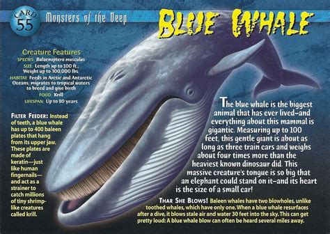 Pin by Joshkilby on Animal cards | Blue whale, Whale, Blue whale facts