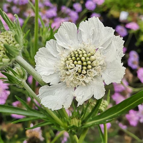 Scabiosa Caucasica Perfecta Alba Sarah Raven Atelier Yuwaciaojp