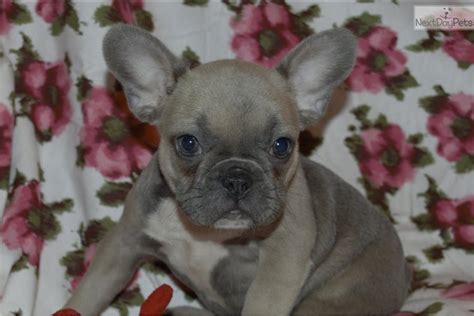 Dogs>french bulldogs>french bulldogs for sale. Olivia: French Bulldog puppy for sale near Tulsa, Oklahoma ...