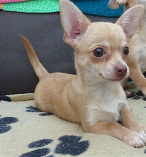 Beautiful Chihuahua Puppy A Great Looker In Littlehampton West