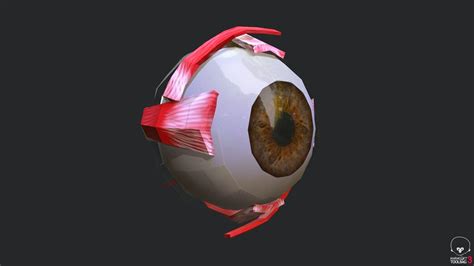 3d Asset Anatomy Eye Cgtrader