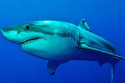 tiburon-blanco-white-shark-7 - CRAM
