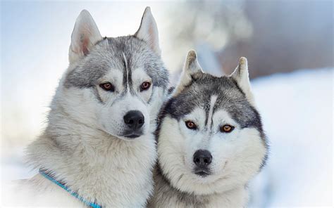 Join millions of learners from around the world already learning on udemy. Collie vs Alaskan Malamute - Breed Comparison | MyDogBreeds