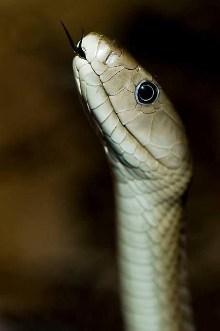 Black Mamba The Deadliest Snake In The World Facts And Pictures