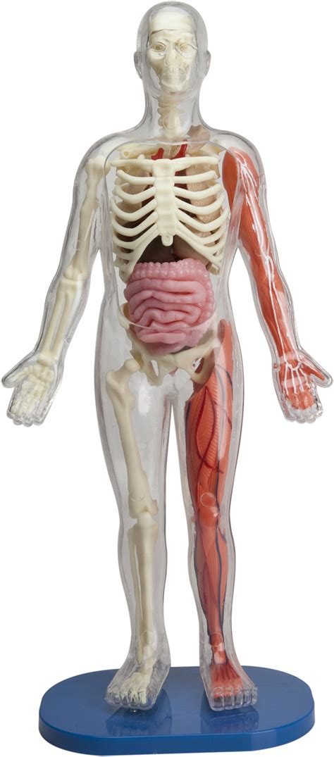 Anatomy (version 1.6.2) has a file size of 53.48 mb and is available for download from our website. Human Body Anatomy Toy SmartLab Kids Toys Squishy Human Body Book NEW 9781932855784 | eBay