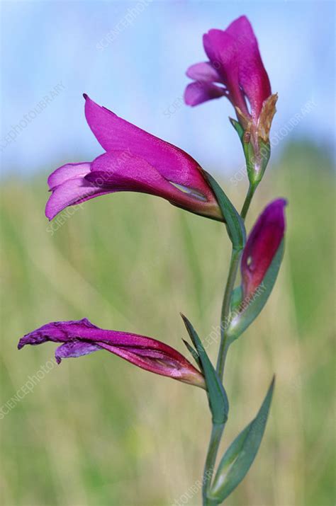 Fill a heavy vase 2/3 of the way full so that each stem is. Gladiolus communis - Stock Image - B570/1200 - Science ...