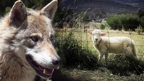 Wolf Attacking Sheep