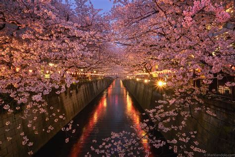 Down The Meguro River Cherry Blossom Japan Japanese Town Japan
