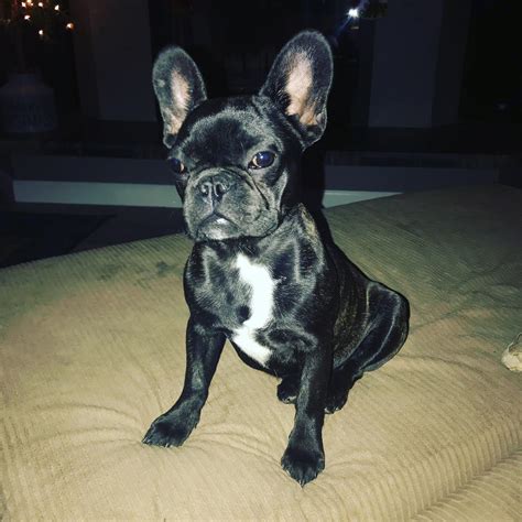 Two mall shootings, one in phoenix, and another in north charleston, south carolina, left at least one person dead and four others injured on valentine's day, authorities said. lucy1 - Artistry French Bulldogs