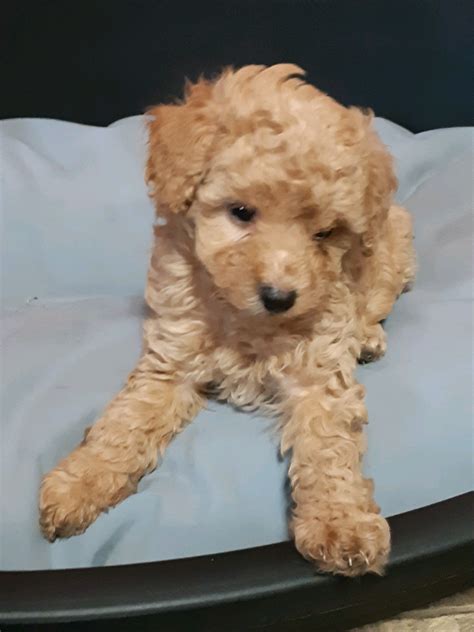 Apricot Toy Poodles In Hull East Yorkshire Gumtree