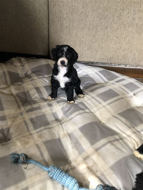 With their desire to play and have fun, irish doodle puppies have a lot of energy and need regular exercise. Double Doodle Puppies For Sale | Lexington, KY #346237