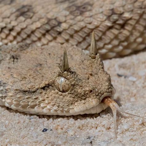 The Snake With Horns Horned Viper Tieranatomie Horned Horns