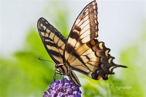 Butterflies Swallowtails Geoghanart