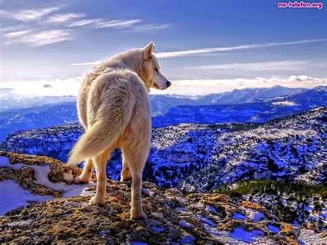 White Wolf On Top Of Mountain Image Abyss