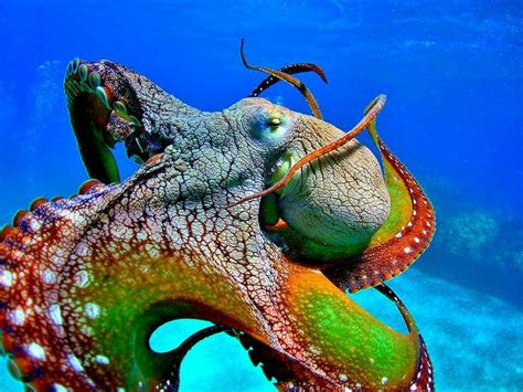 Rainbow Octo Beautiful Sea Creatures Marine Animals Ocean Creatures