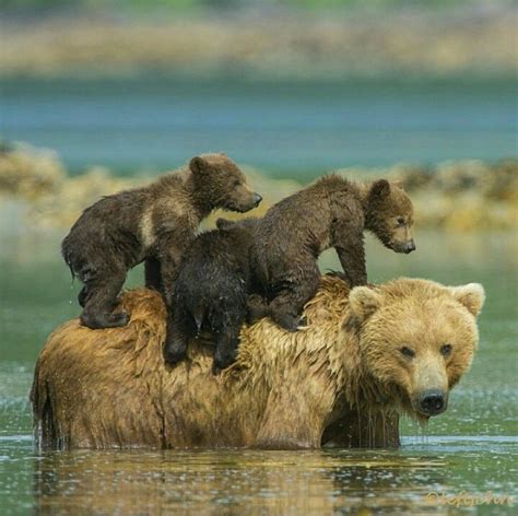 Mama Bear Bear Cubs Animals Beautiful Baby Animals