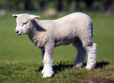 Baby Lamb Free Photo Download Freeimages