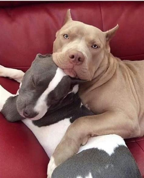 Pin On Pitbulls And Staffies