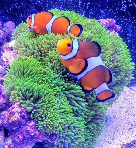Clownfish Loving Their New Carpet Nem Underwater Creatures Ocean