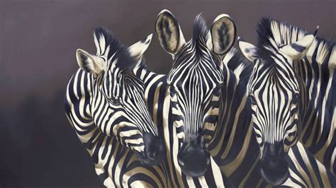 Animals Zebra Stripes Wildlife Pattern Contrast Face Eyes Pov Wallpaper