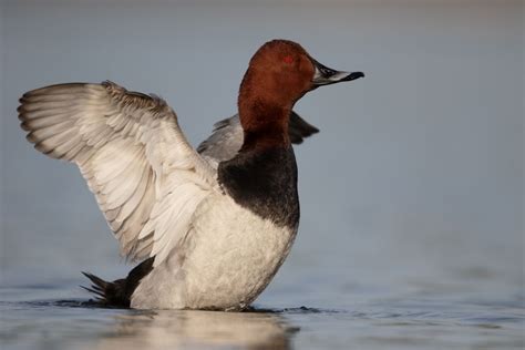 Diving Duck Species How To Identify