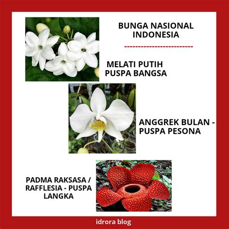 Ini Bunga Nasional Kita Mewakili Simbol Negara Indonesia Idrora