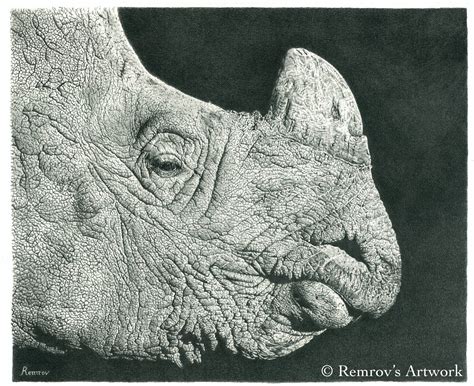 Rhino Pencil Drawing On Behance