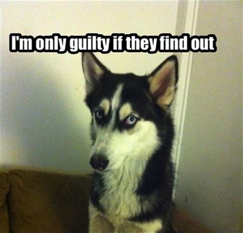 Guilty Dog Dump A Day
