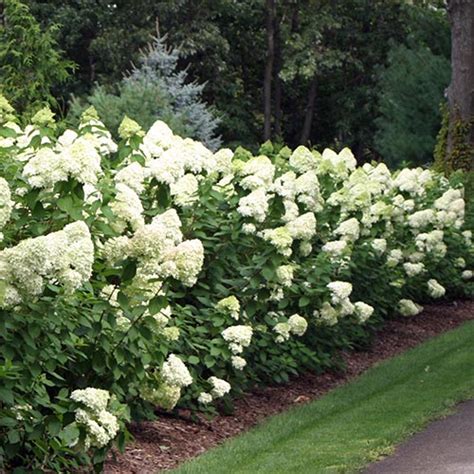 Proven Winners Hydrangea Limelight Shrub 5 Gallon Plants Direct To You