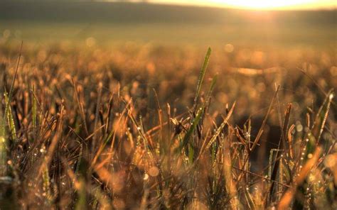 Nature Sunset Plants Grass Wallpapers Hd Desktop And Mobile