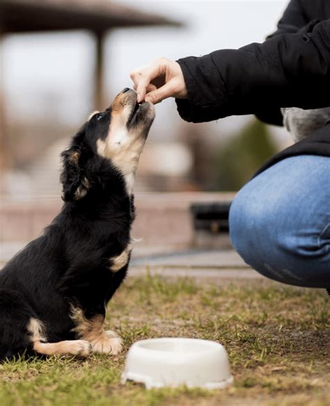 The 4 Best Tips For Feeding Your Dog Correctly Newscase