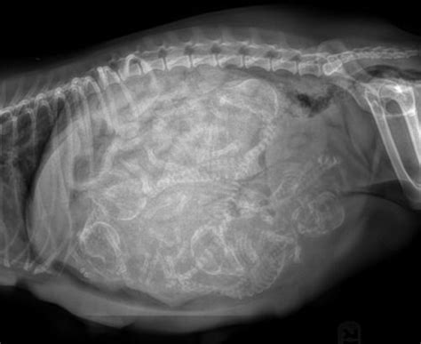 An X Ray Of A Pregnant Dog Rinterestingasfuck