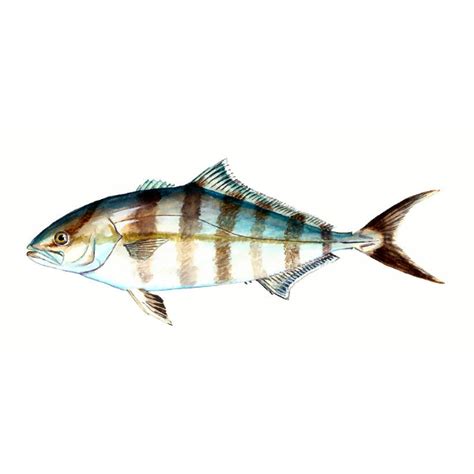 Seriola Zonata — Fish Species — Fishing Ward