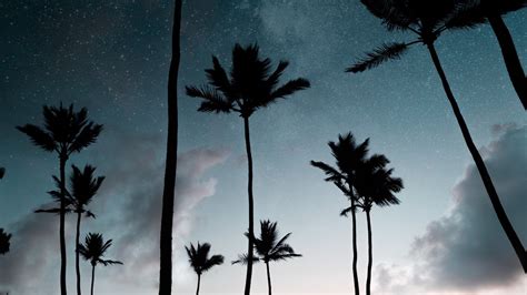 Palm Trees Starry Sky Night Silhouettes Dark Picture Photo