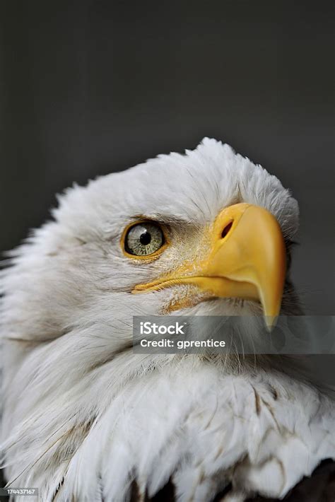 American Bald Eagle Stock Photo Download Image Now Adult Allegory