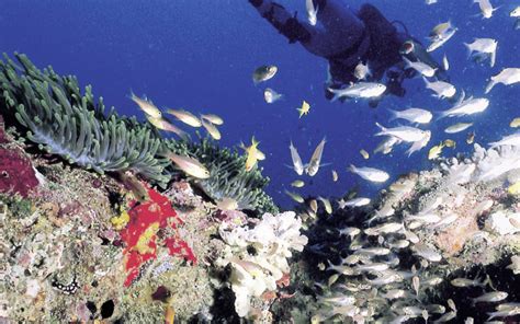 Scuba Diving Coral Garden Mombasa Marine Park Coast Province Kenya