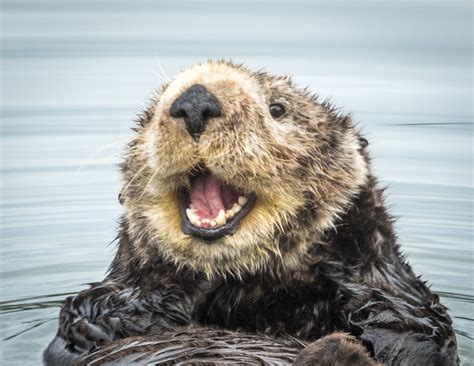 Happy Otter Shutterbug