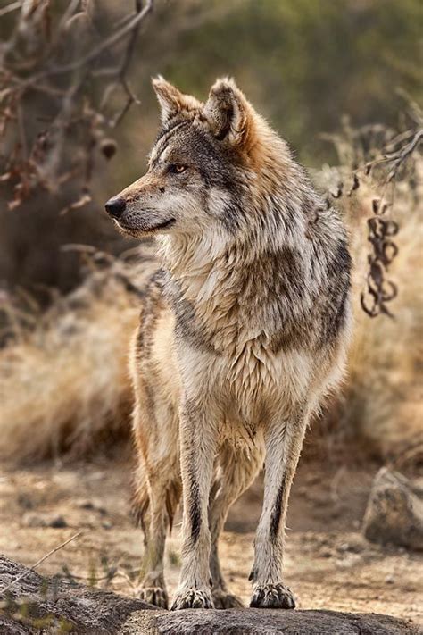 ~~rare Mexican Wolf By Bob Jensen~~ Beauty