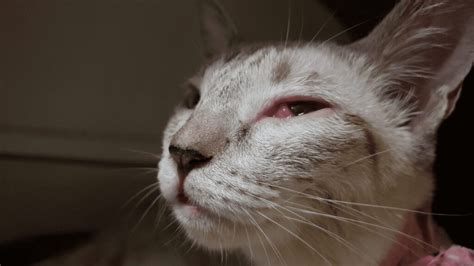 think your cat has an eye infection 5 possible causes — pumpkin®