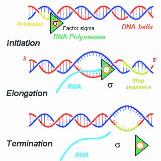 Initiation Elongation Termination With Images Dna Transcription Transcription Gene