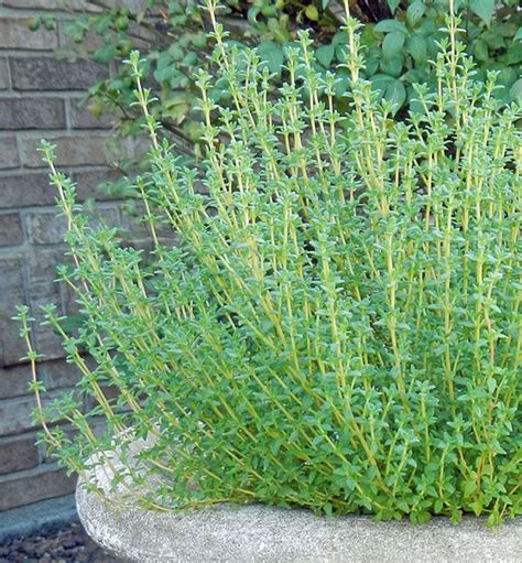 How To Grow Thyme Thyme Plant Mediterranean Plants Growing Thyme