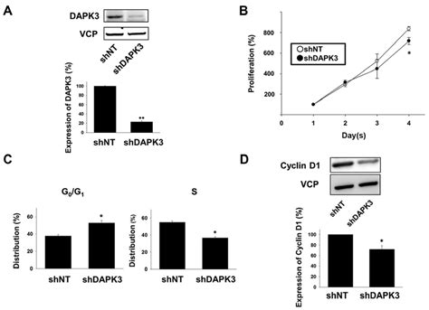 Effects Of Death Associated Protein Kinase Dapk3 Gene Knockdown On