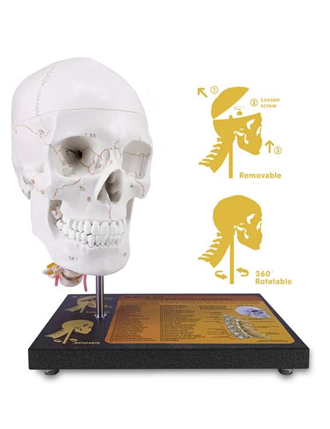 Buy 360°rotatable Upgraded Life Size Human Skull On Cervical Vertebrae