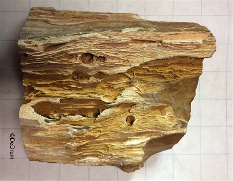 Petrified Wood Identification Fossil Id The Fossil Forum
