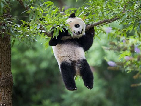 Happy Birthday Bao Bao Huge Crowds Flock To Wish Washington Zoos